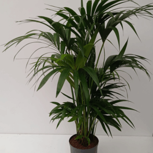 howea hydro.