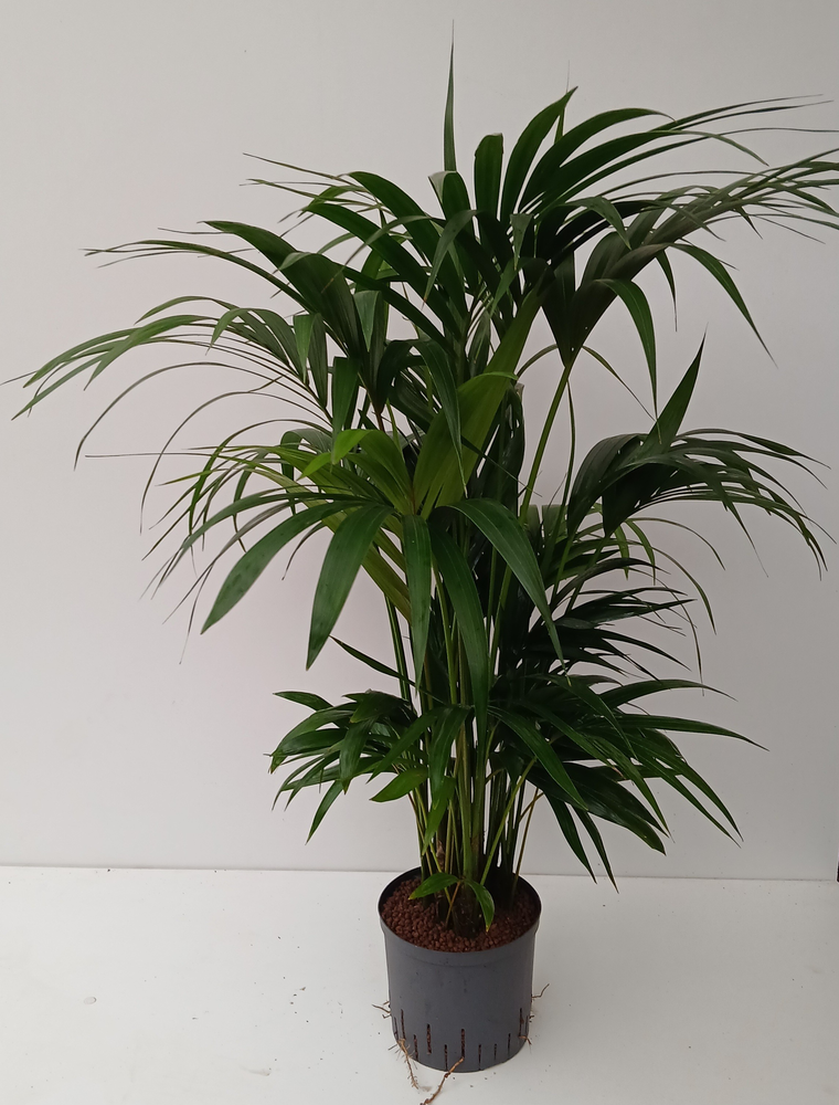 howea hydro.