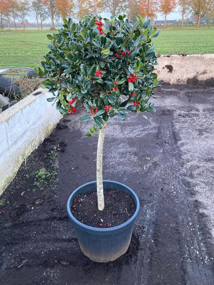Ilex aq. 'J.C. van Tol'.