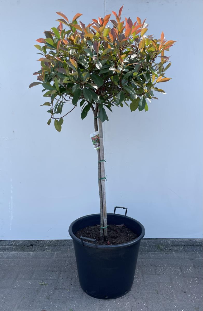 Photinia fraseri 'Red Robin'.