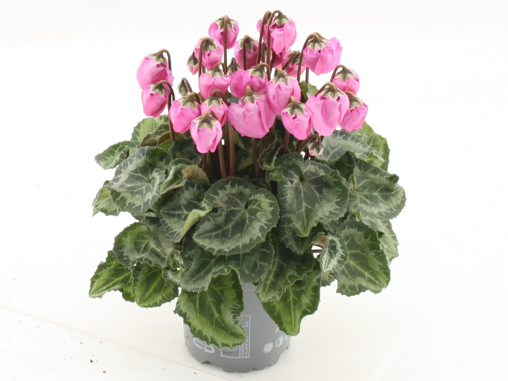 Cyclamen Windbell Light Pink.