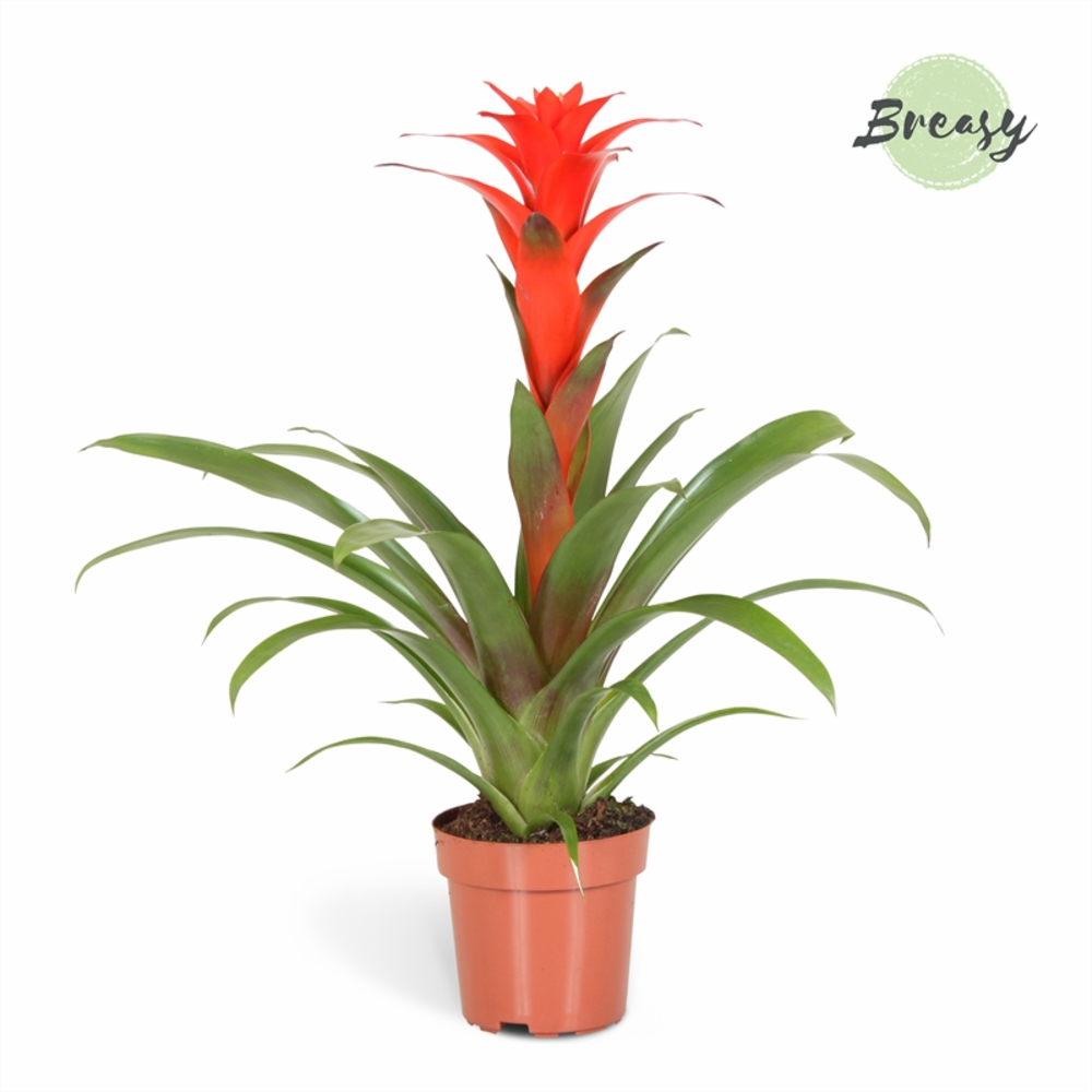 Guzmania Calypso - FULL CC.