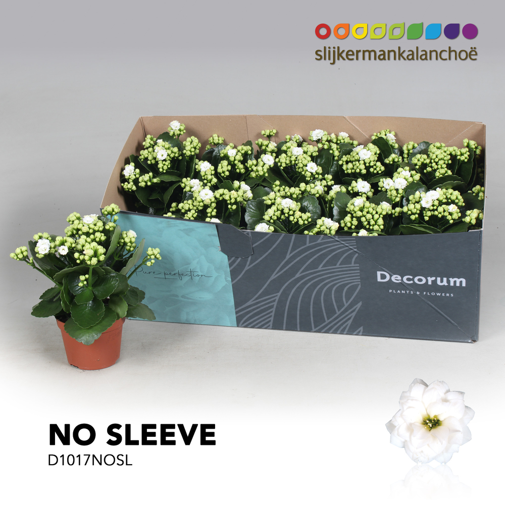 Kalanchoe No Sleeve - White.
