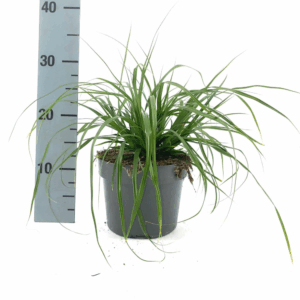 Carex oshim. 'Evergreen'