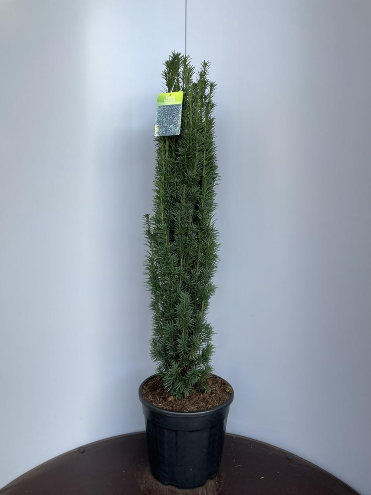 Taxus b. 'Fastigiata Robusta'.