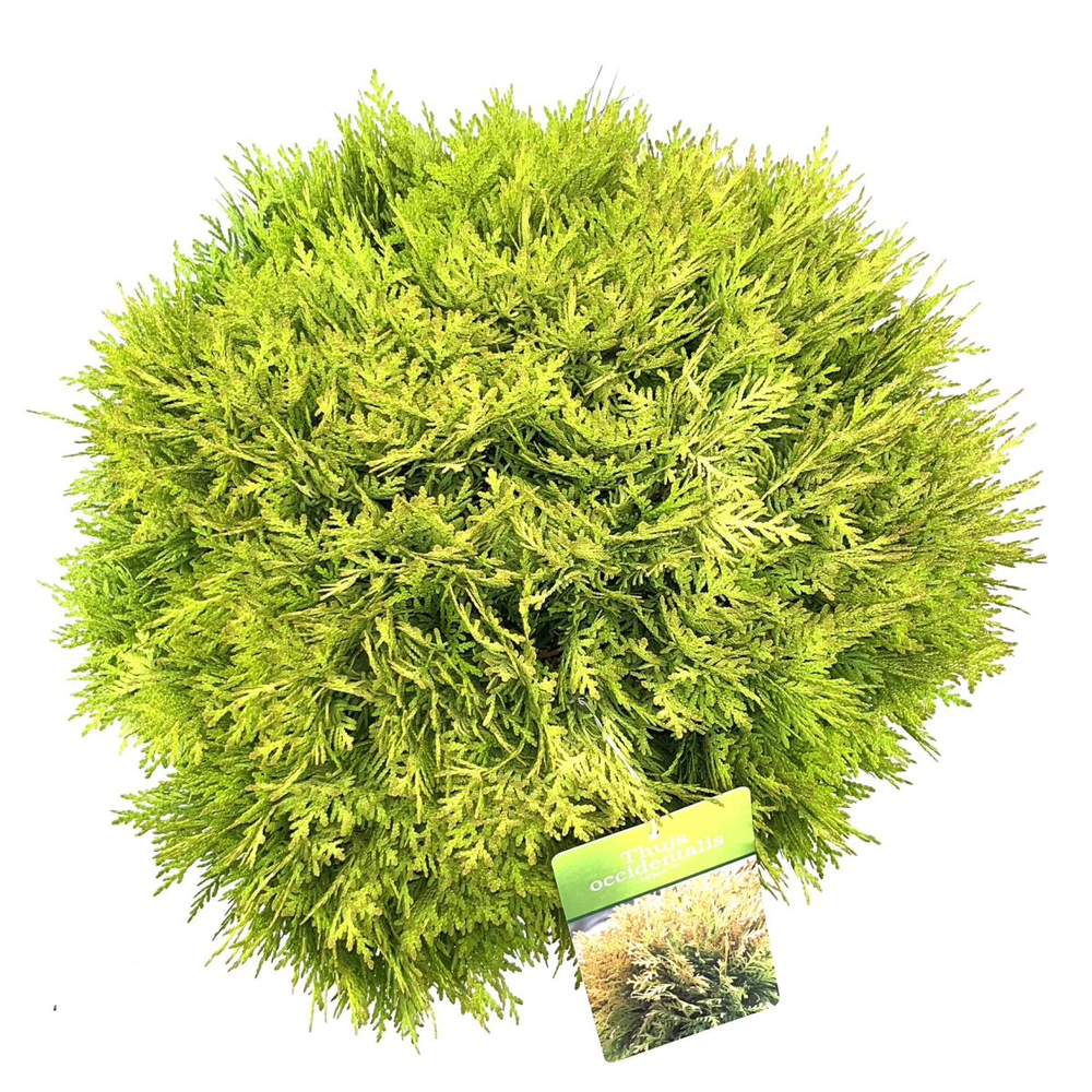 Thuja occ. 'Mirjam'.