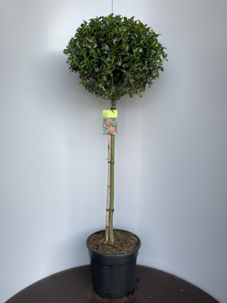 Ilex meserv. Blue Maid, 80 cm stam.
