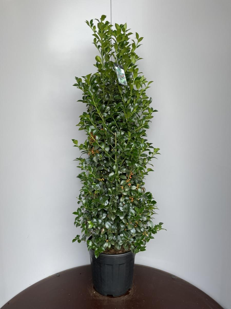 Ilex meserv. Heckenfee.