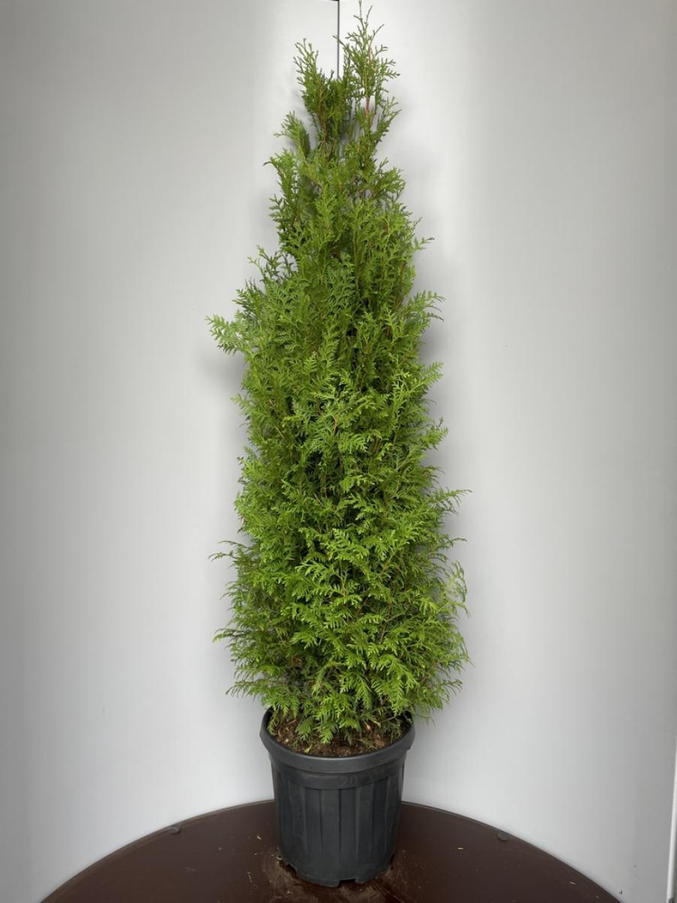 Thuja occ. 'Brabant'.