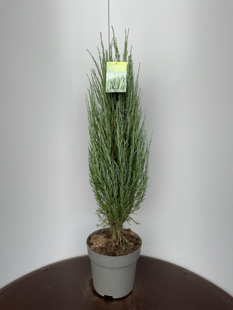 Juniperus s. 'Blue Arrow'.