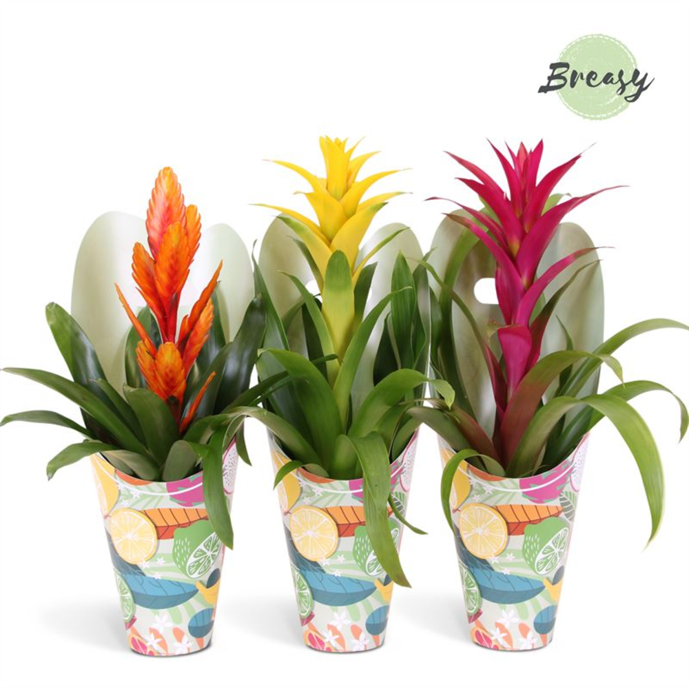 Bromelia Happy Gift.