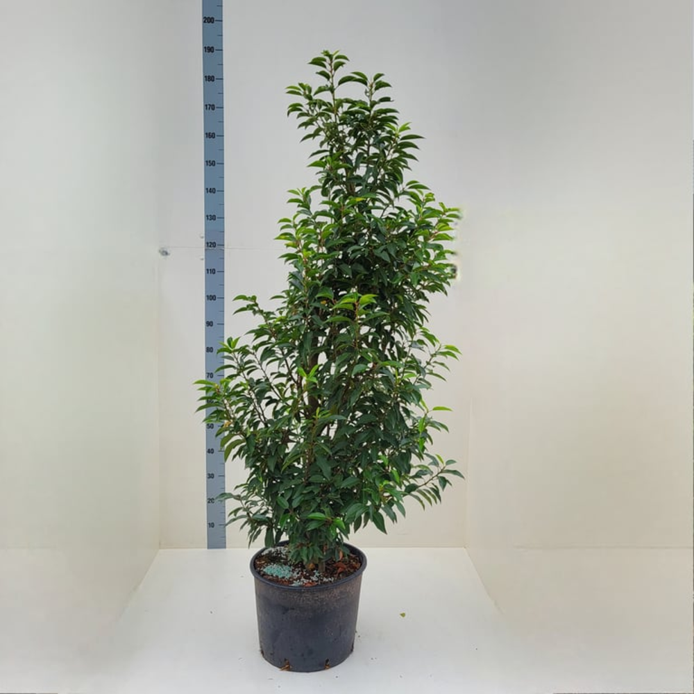 Prunus l. 'Angustifolia'.