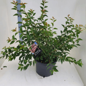 Prunus subh. 'Autumnalis Rosea'
