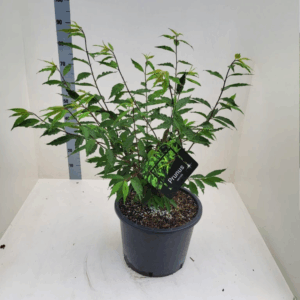 Prunus serrula