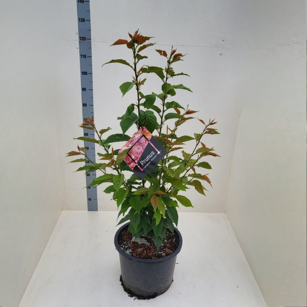 Prunus ser. 'Kanzan'.