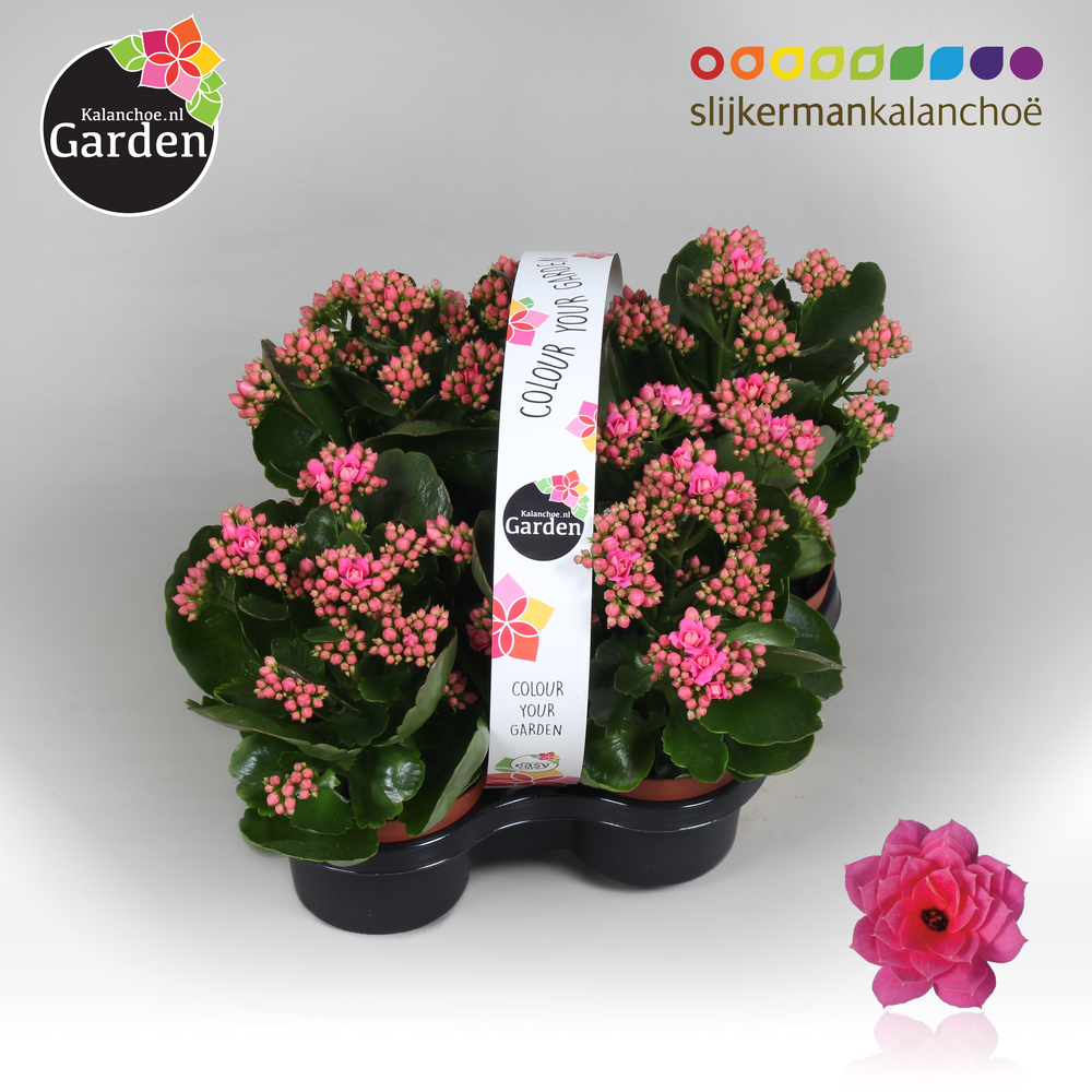 Garden Kalanchoe - Pink 4-pack.