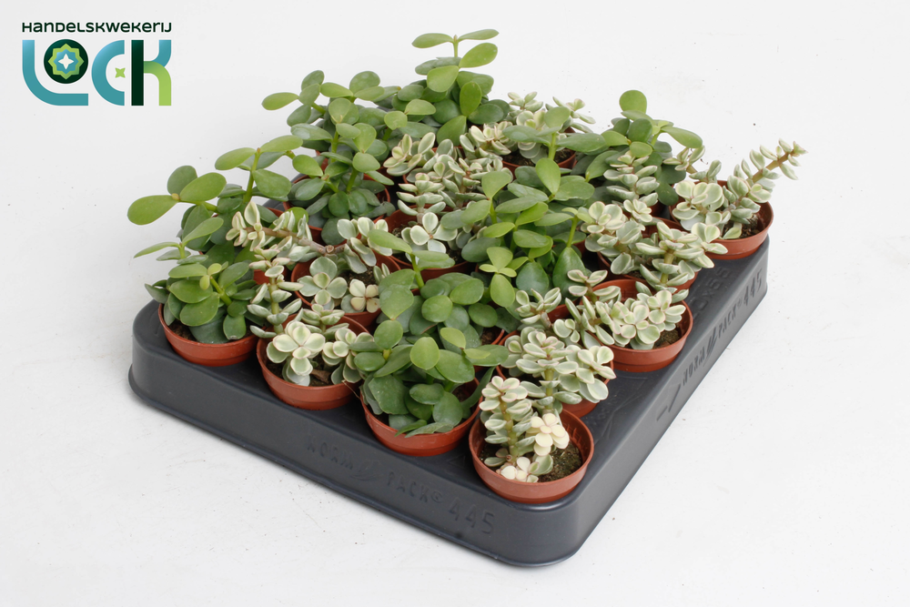 Portulacaria Afra mix.