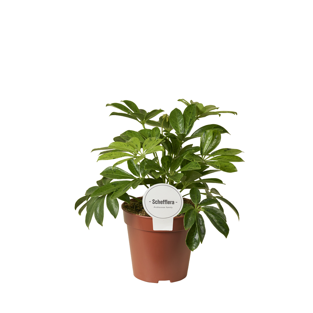 Schefflera Anna Vertakt.