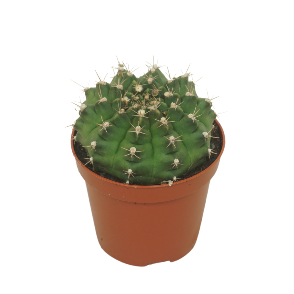 Gymnocalycium damsii 8,5 cm.