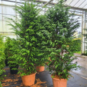 Taxus baccata 225/250
