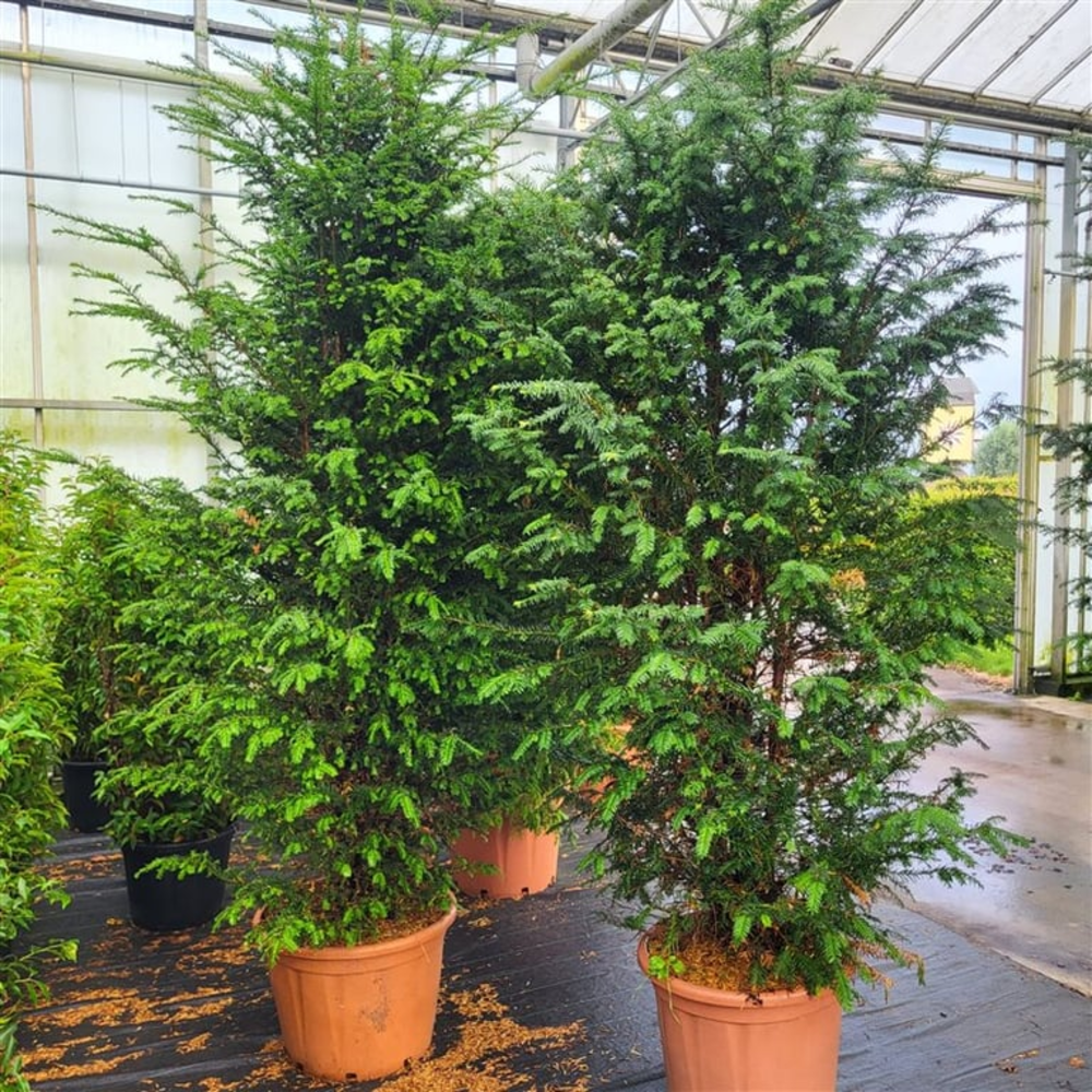 Taxus baccata 225/250.