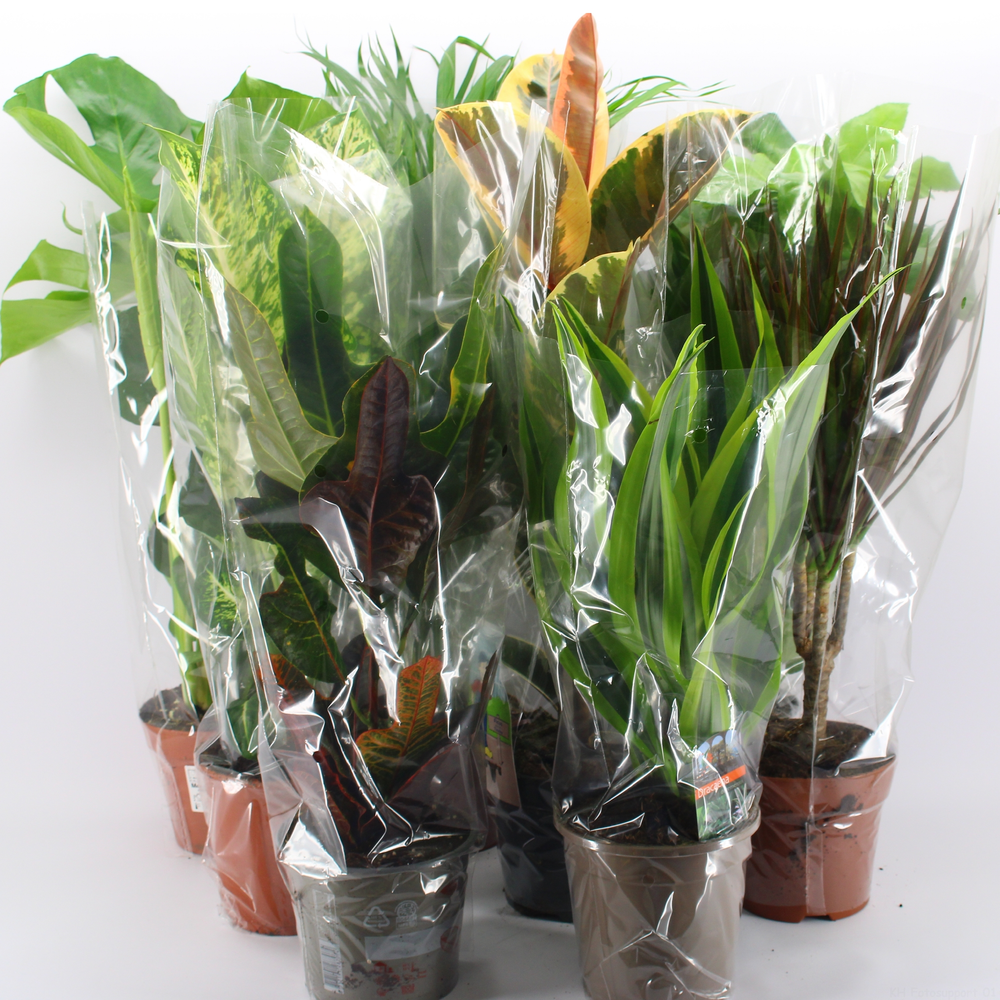 M-8 los Mixplanten los.