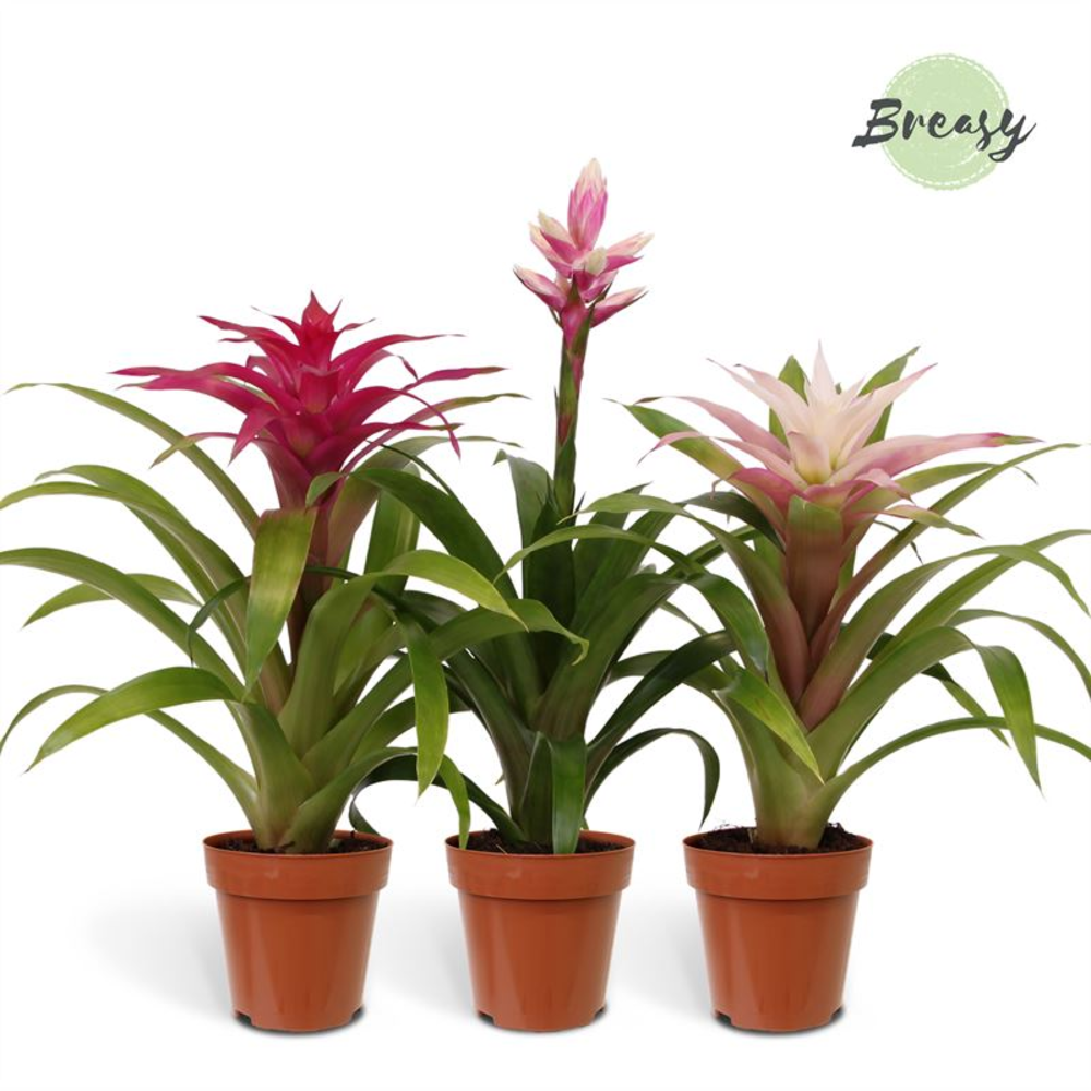 Bromelia Royal Charming.