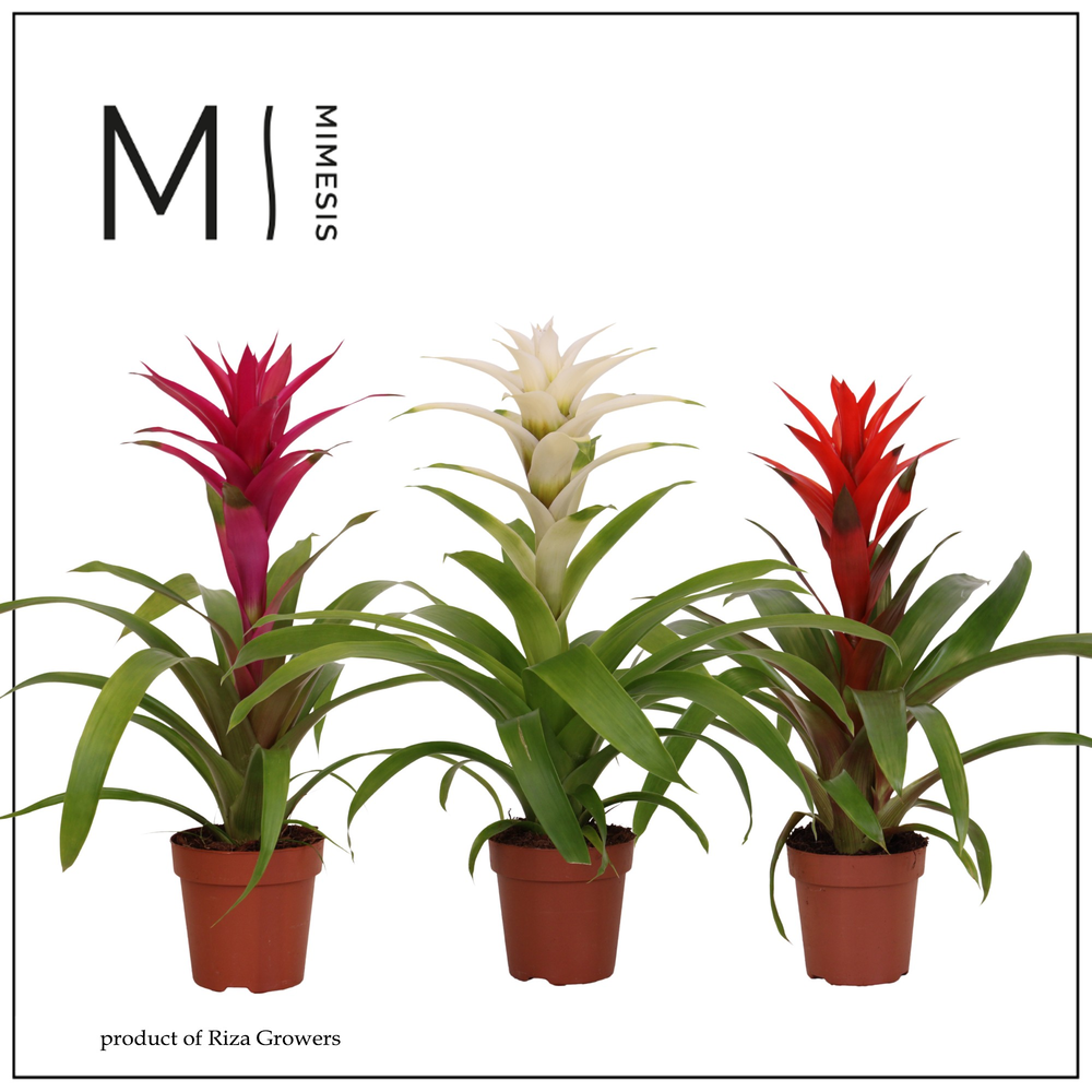 Mimesis Guzmania Charming - 12 cm.