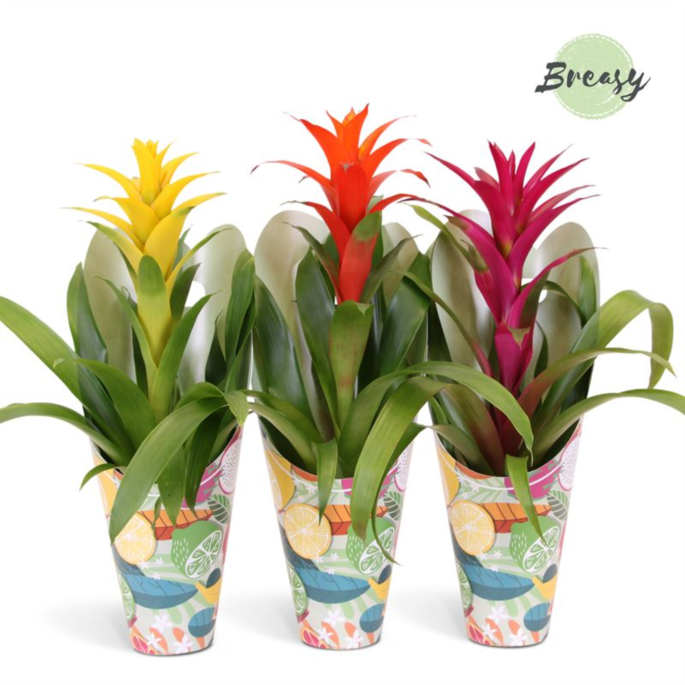 Guzmania Happy Gift.