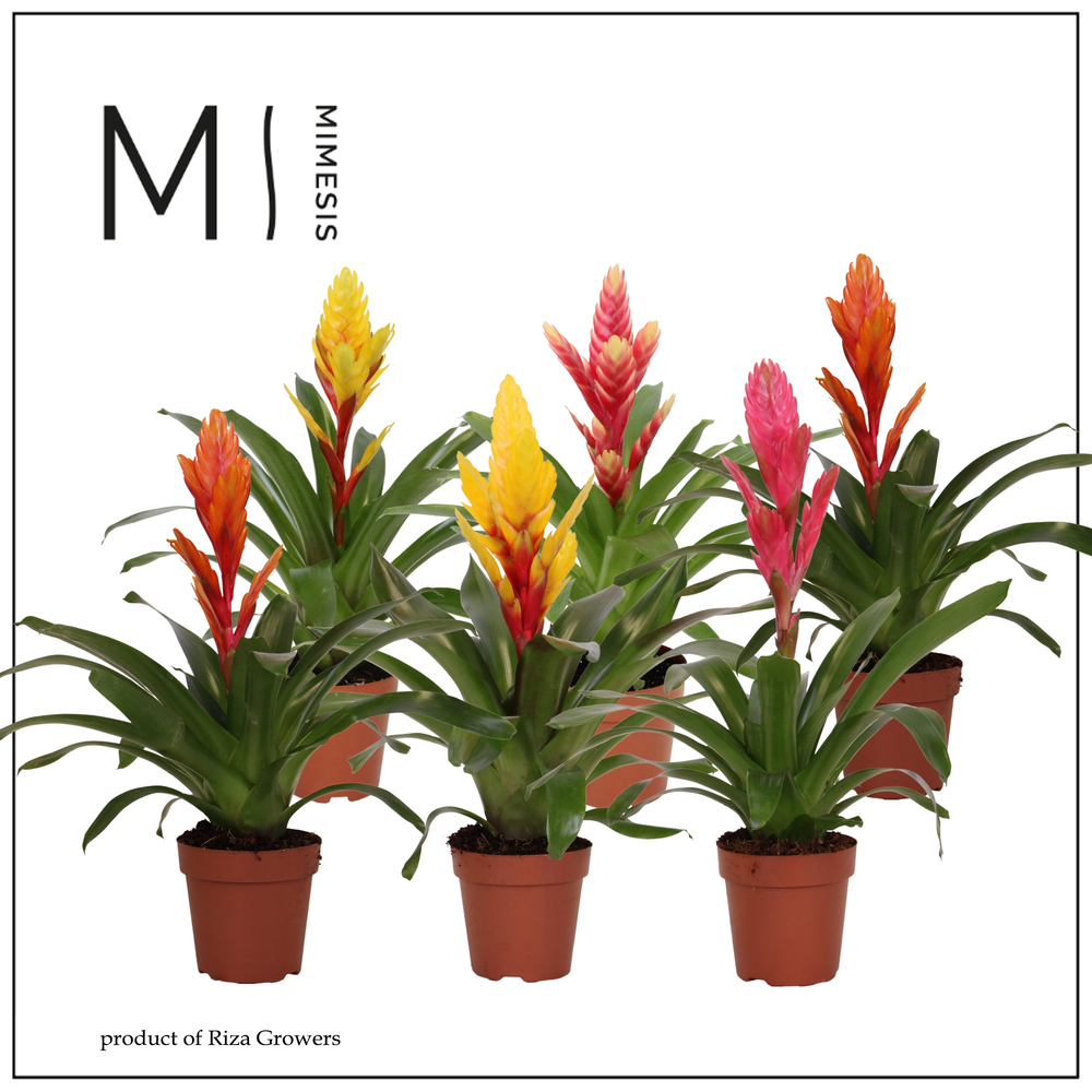 Mimesis Vriesea Happy - 12 cm.