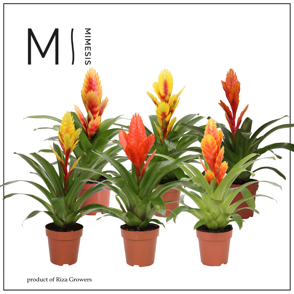Mimesis Vriesea Nature - 12 cm.