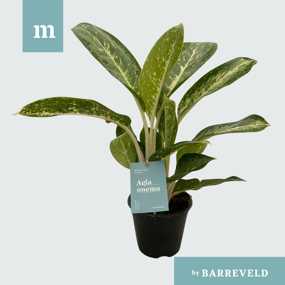 Green Agla 'Anouk'.