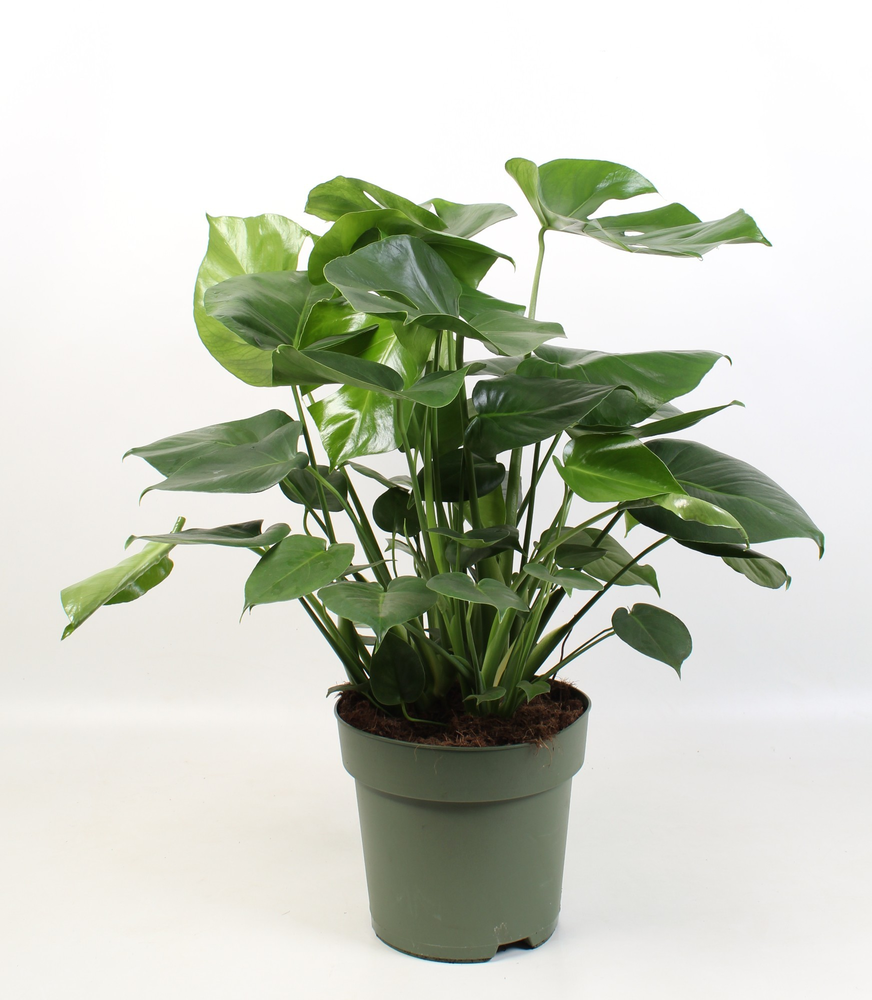 Monstera Deliciosa.