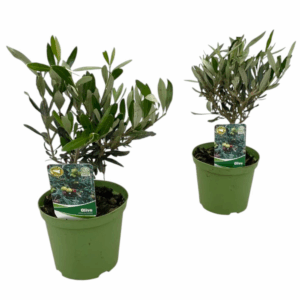 Olea europaea "mini stam"