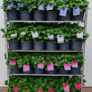 Hortensia P23 mixkar 4 kleuren - Groen