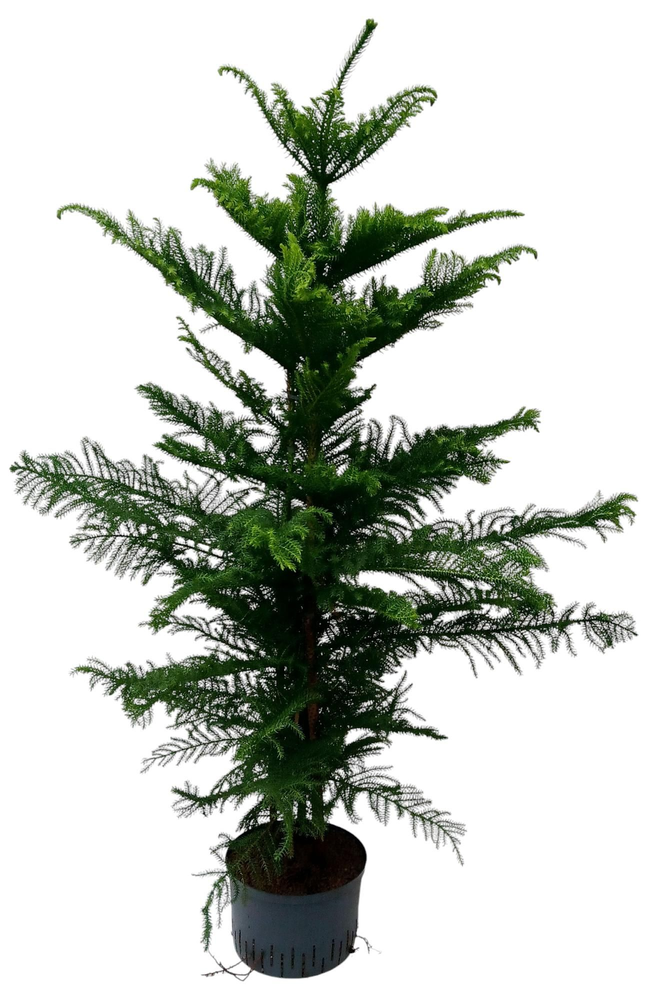araucaria hydro.