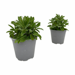 Salvia officinalis
