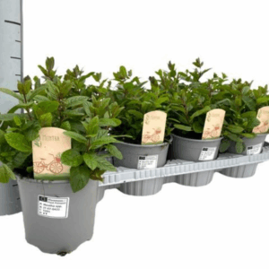 Mentha spicata Maroc