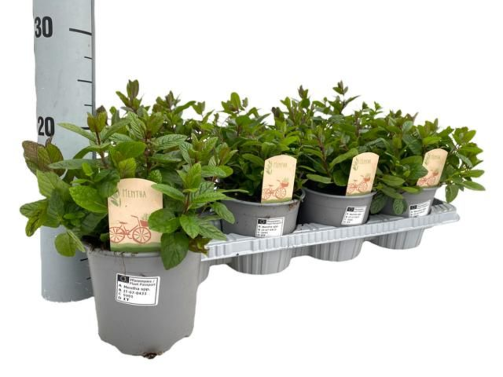 Mentha spicata Maroc.