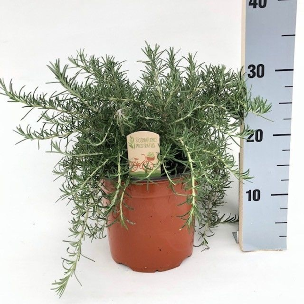 Rosmarinus prostratus.