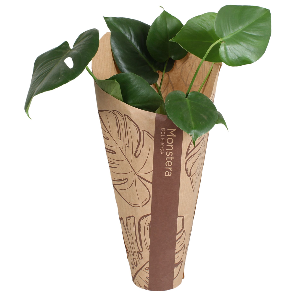Monstera deliciosa in krafthoes.