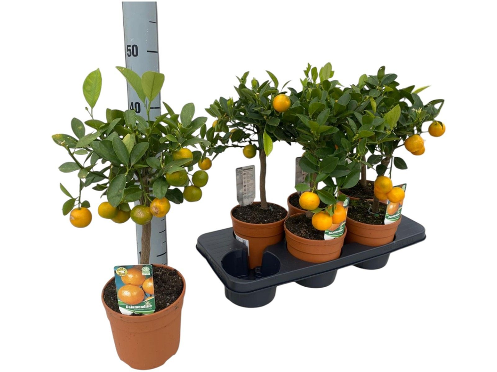 Citrus calamondin "op stam".