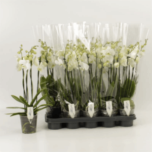 Phalaenopsis Anthura Inverness 4 tak Inverness
