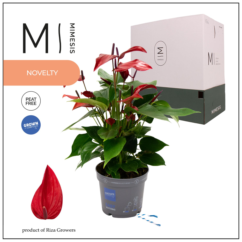 Mimesis Anthurium KARMA Lava - 12cm.