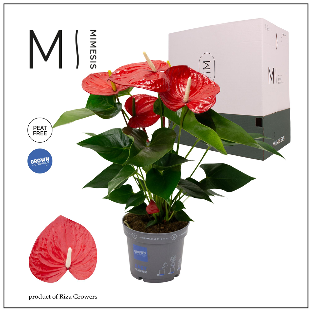 Mimesis Anthurium KARMA Red XXL- 17cm.