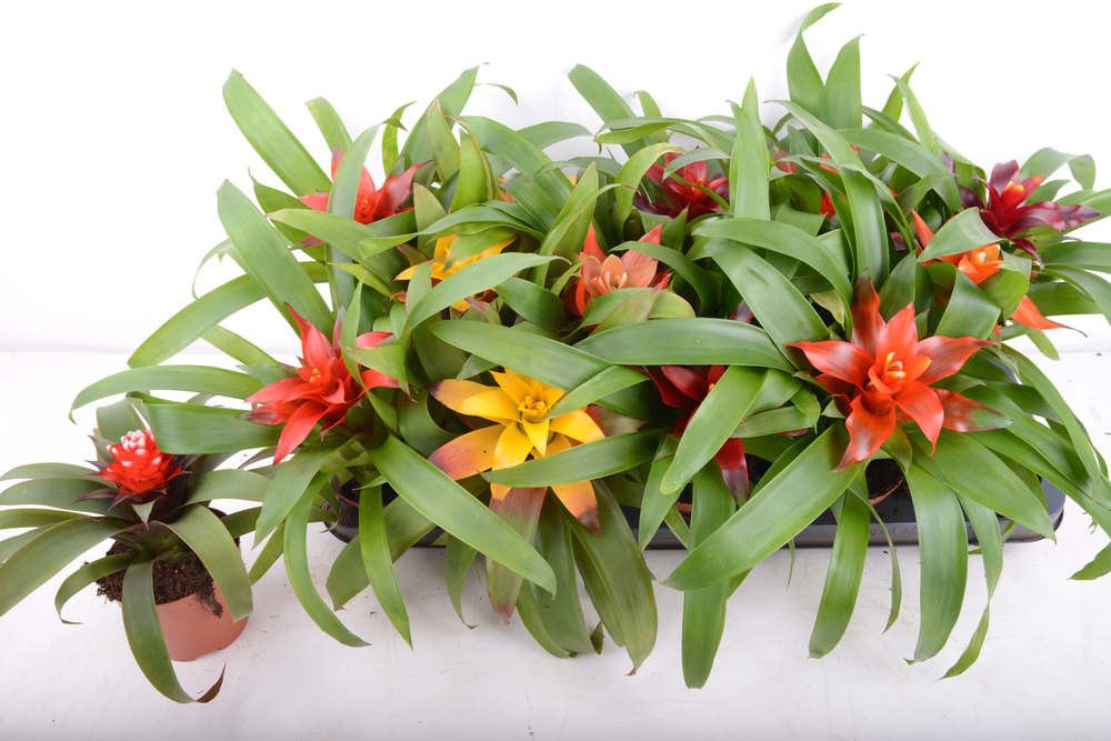guzmania mix 8 soorten.