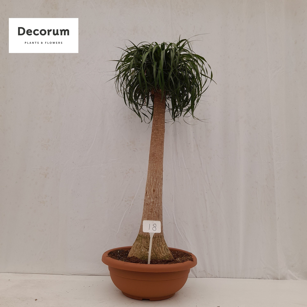 Beaucarnea recht op nummer 18.