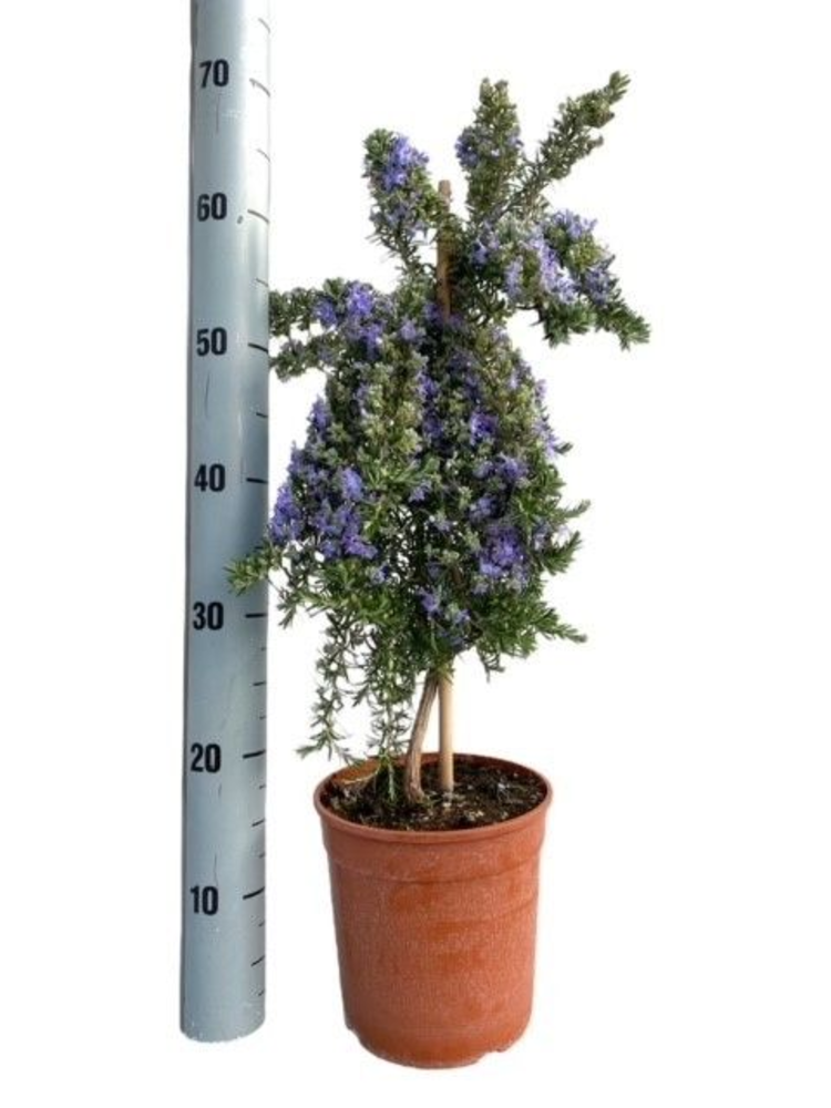 Rosmarinus Prostratus "OP STAM".