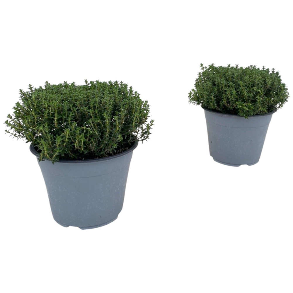 Thymus Vulgaris Faustini.