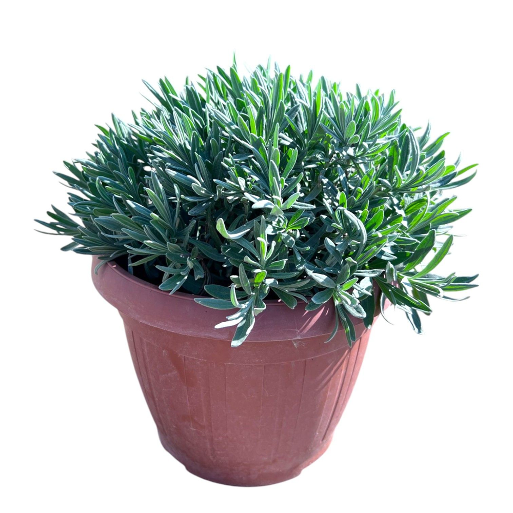 Lavandula Angustifolia.